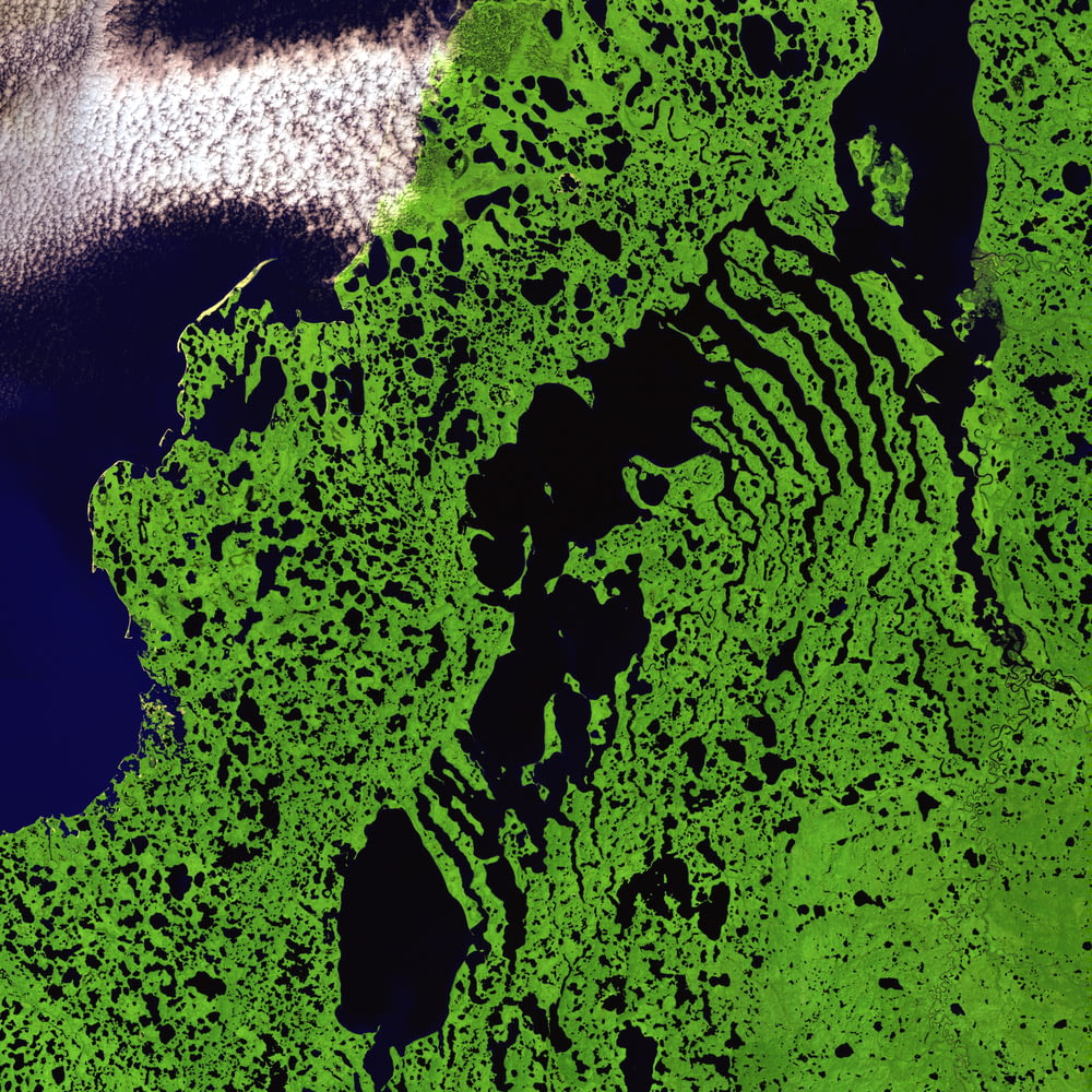 Illustrazione satellitare dell'erba