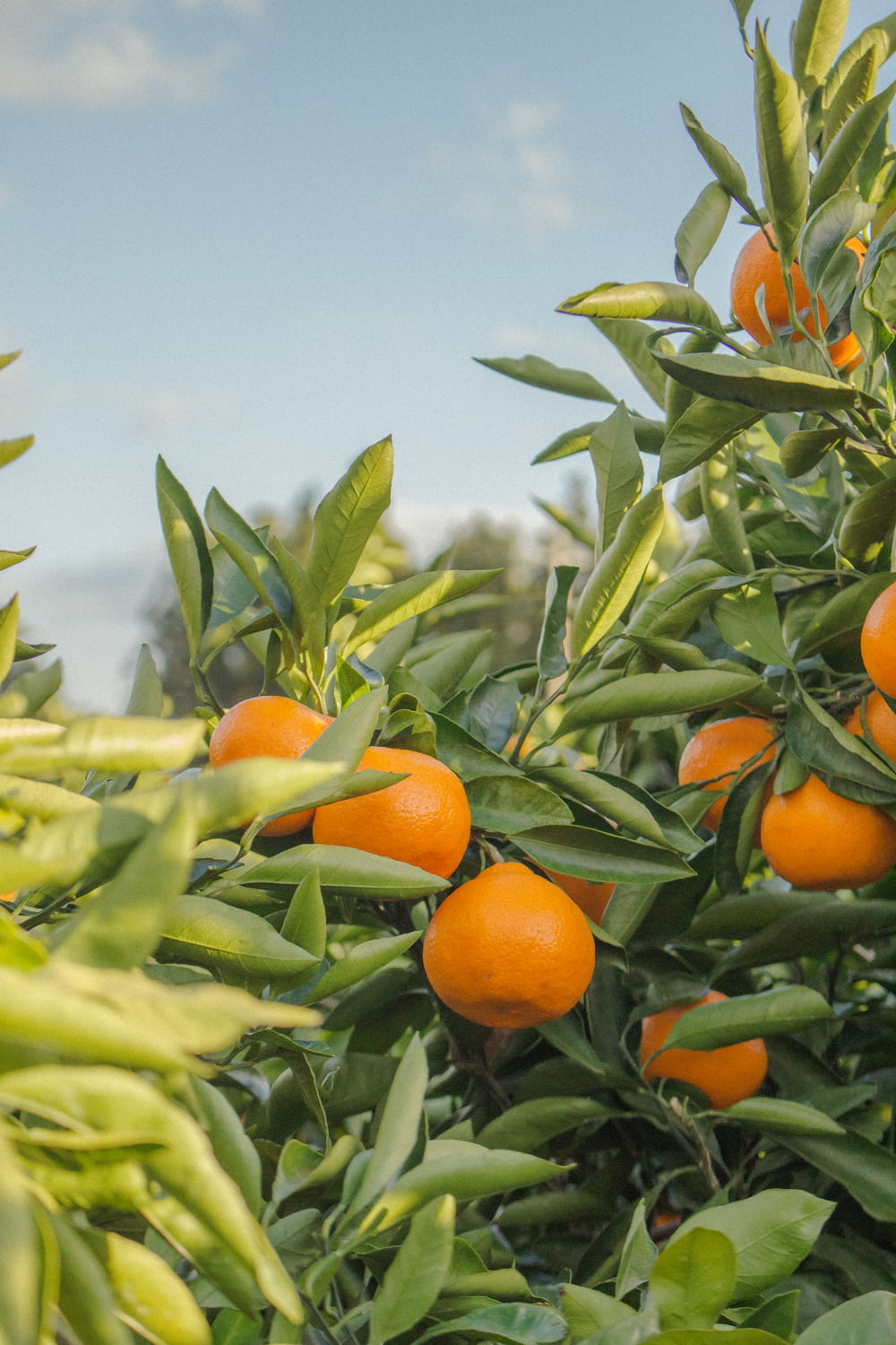 fotografia de foco seletivo de frutas laranja não colhidas durante o dia