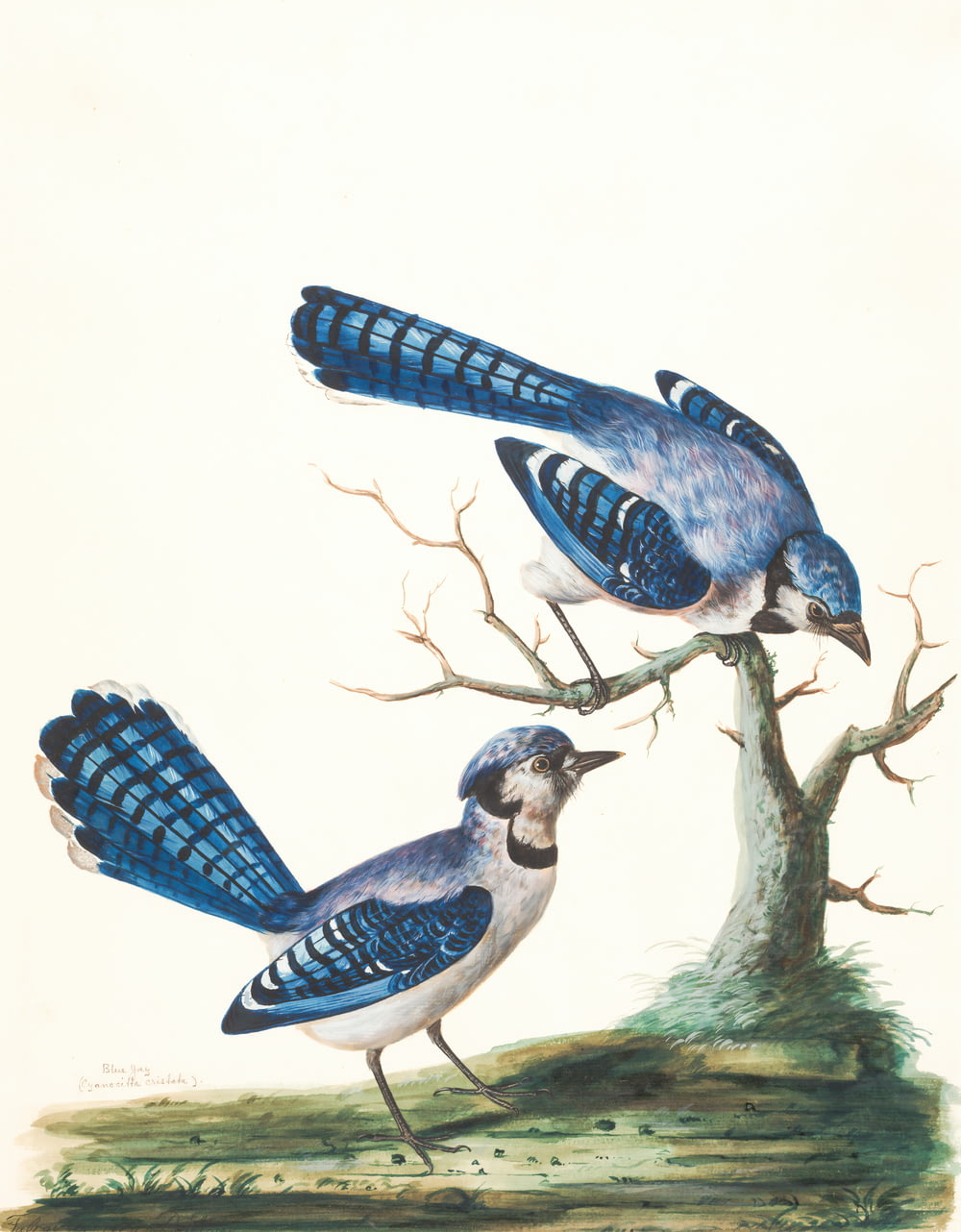 dipinto di due uccelli blu
