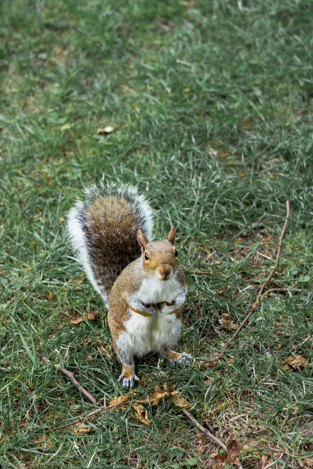 brown squirrel standing on grass