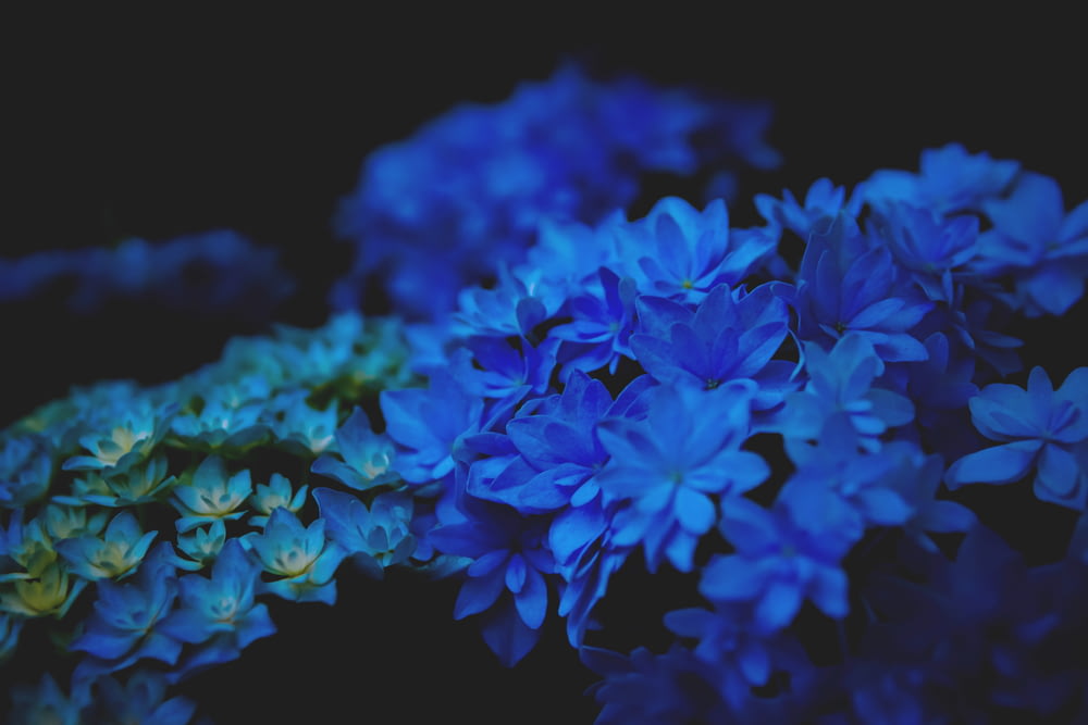 blue flowers in black background