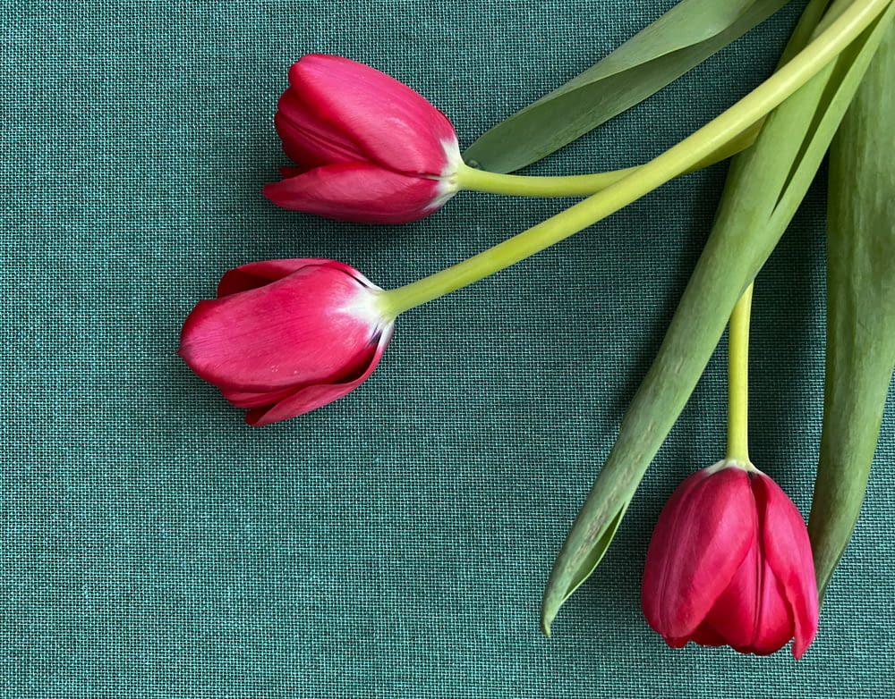 three pink tulips on a green background
