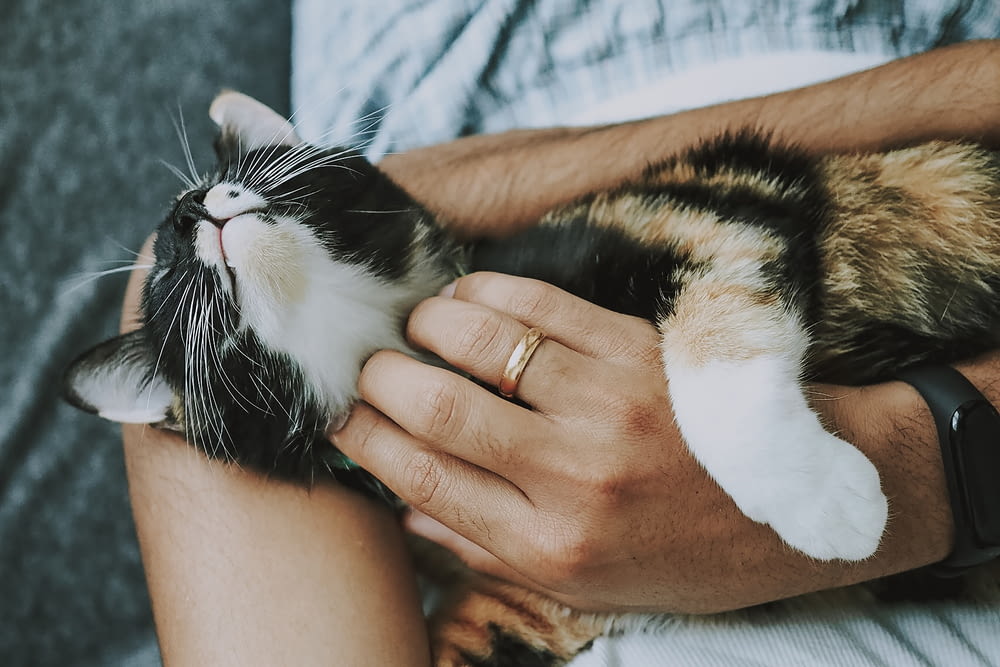 person holding white and black cat