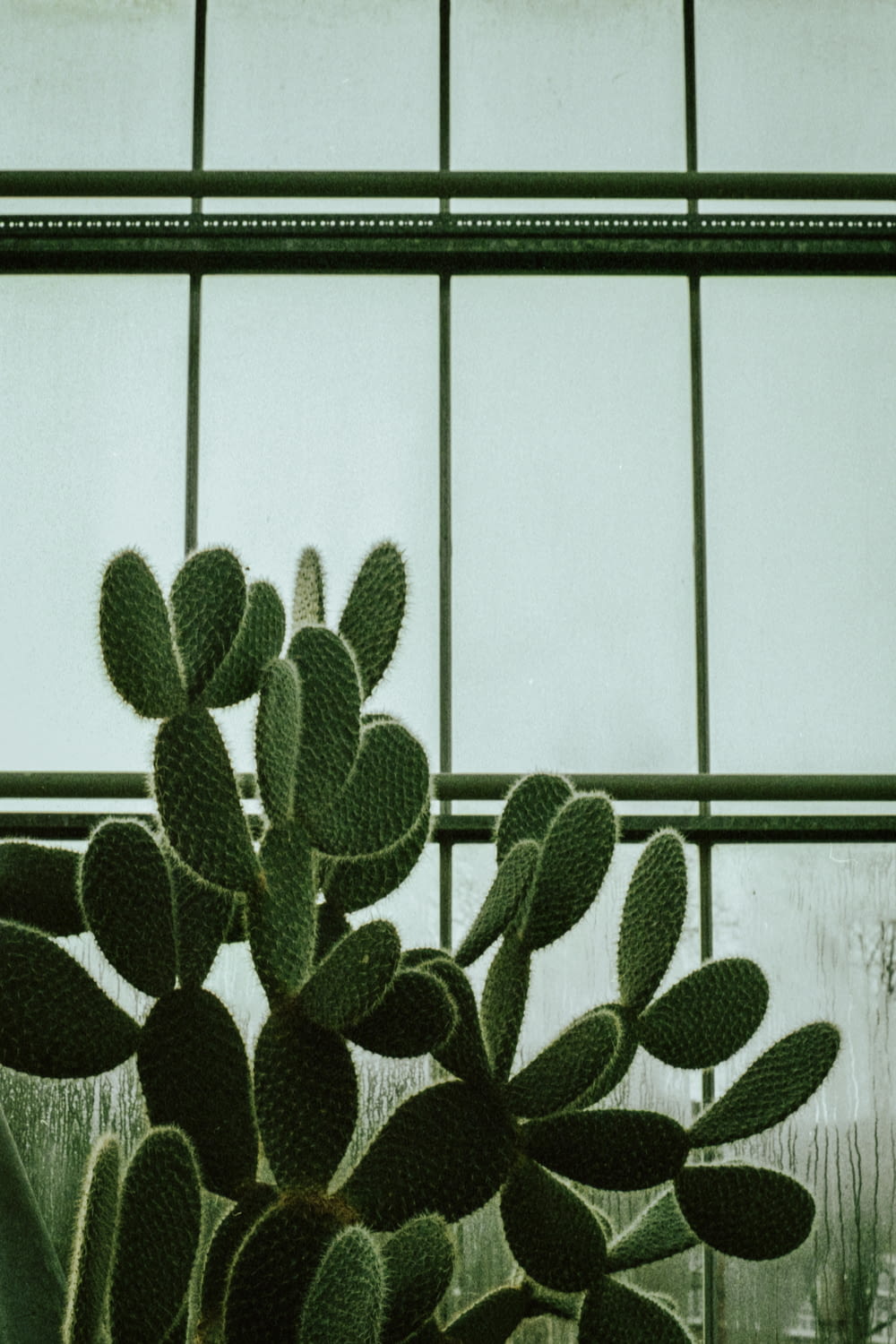 a cactus in a pot in front of a window