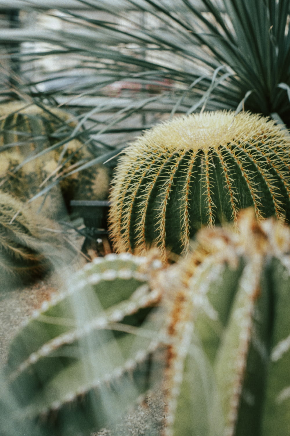 a close up of a cactus plant in a greenhouse