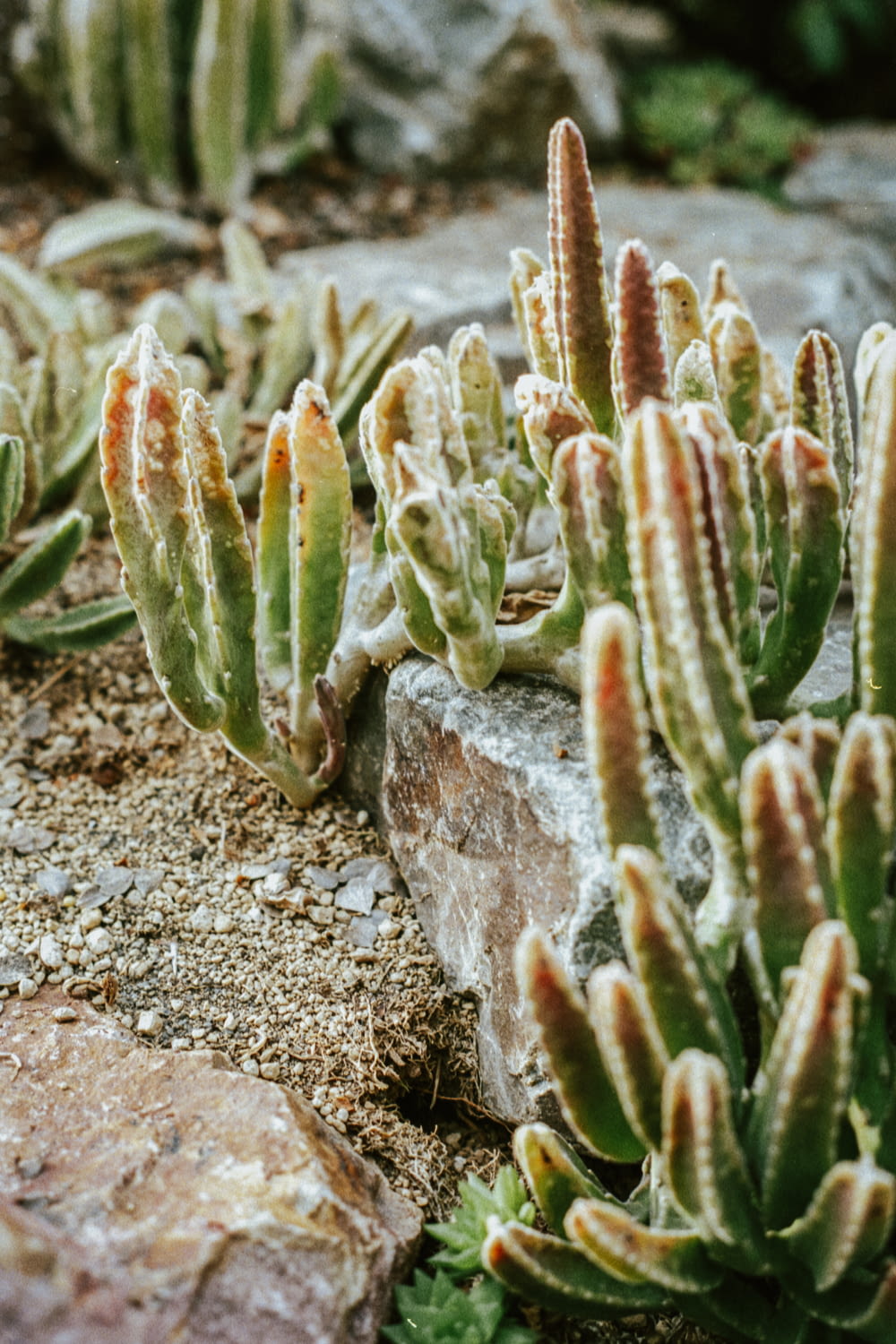 a group of cactus plants growing out of a rock