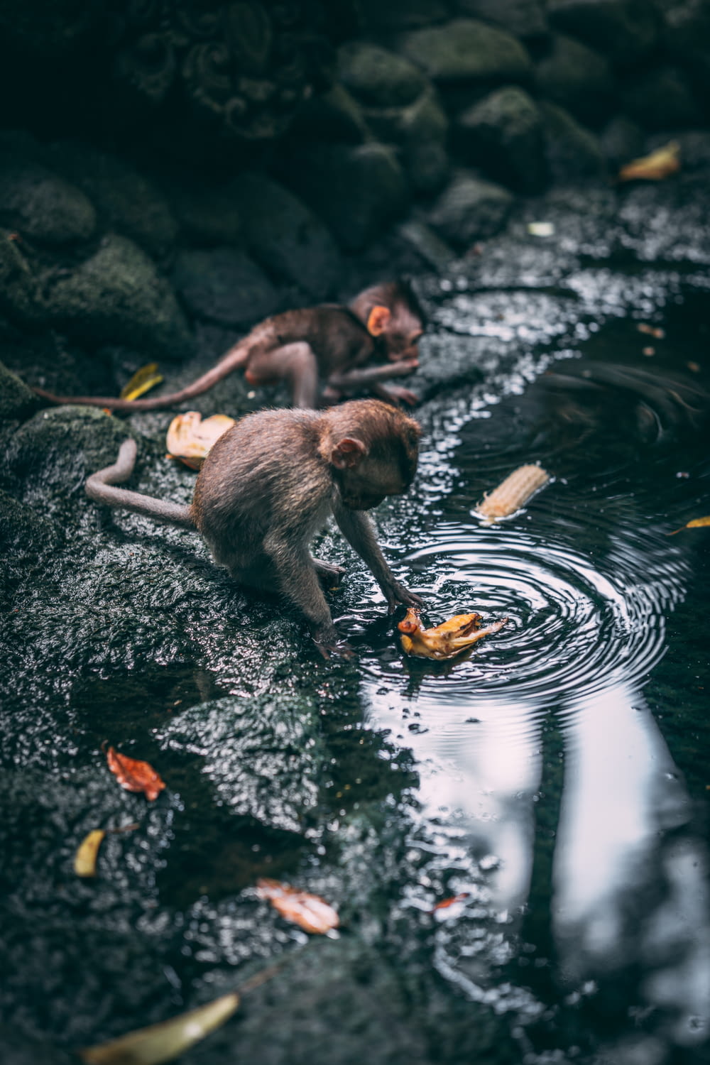 a couple of monkeys are playing in the water