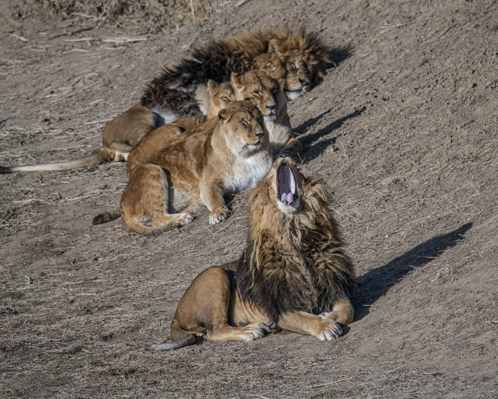 a group of lions sitting on top of a dirt field