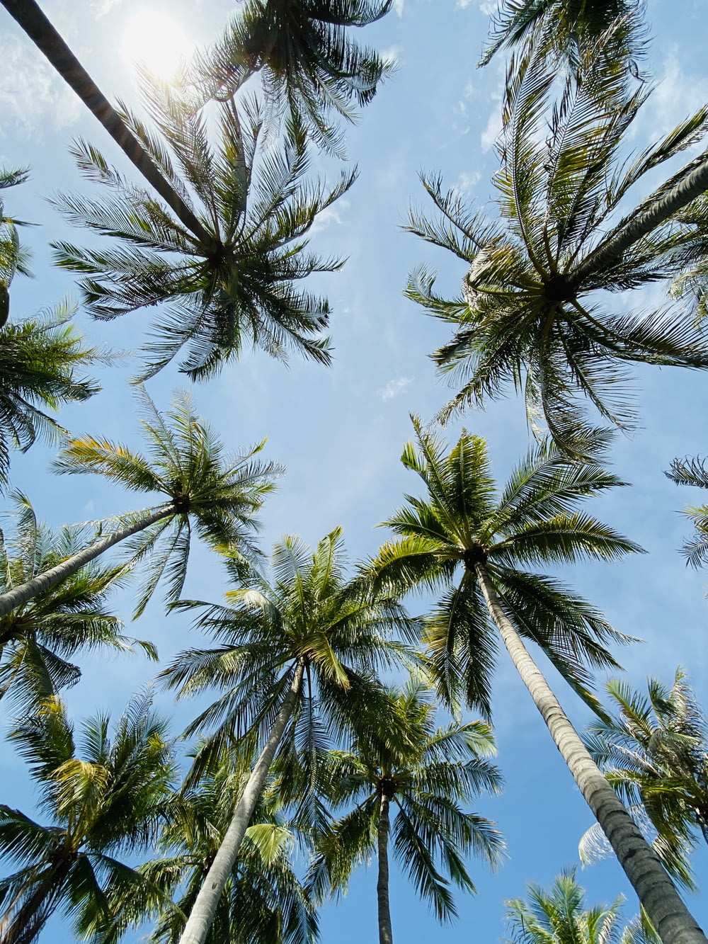 fotografia ad angolo basso delle palme sotto il cielo blu durante il giorno