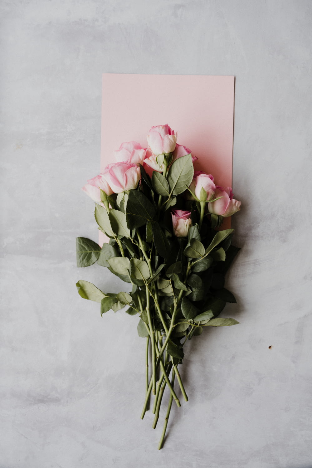 pink roses on white wall