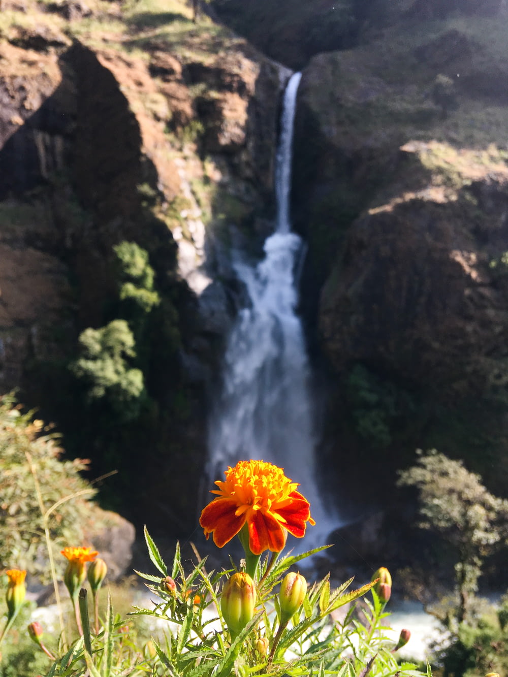 orange flower near waterfalls during daytime