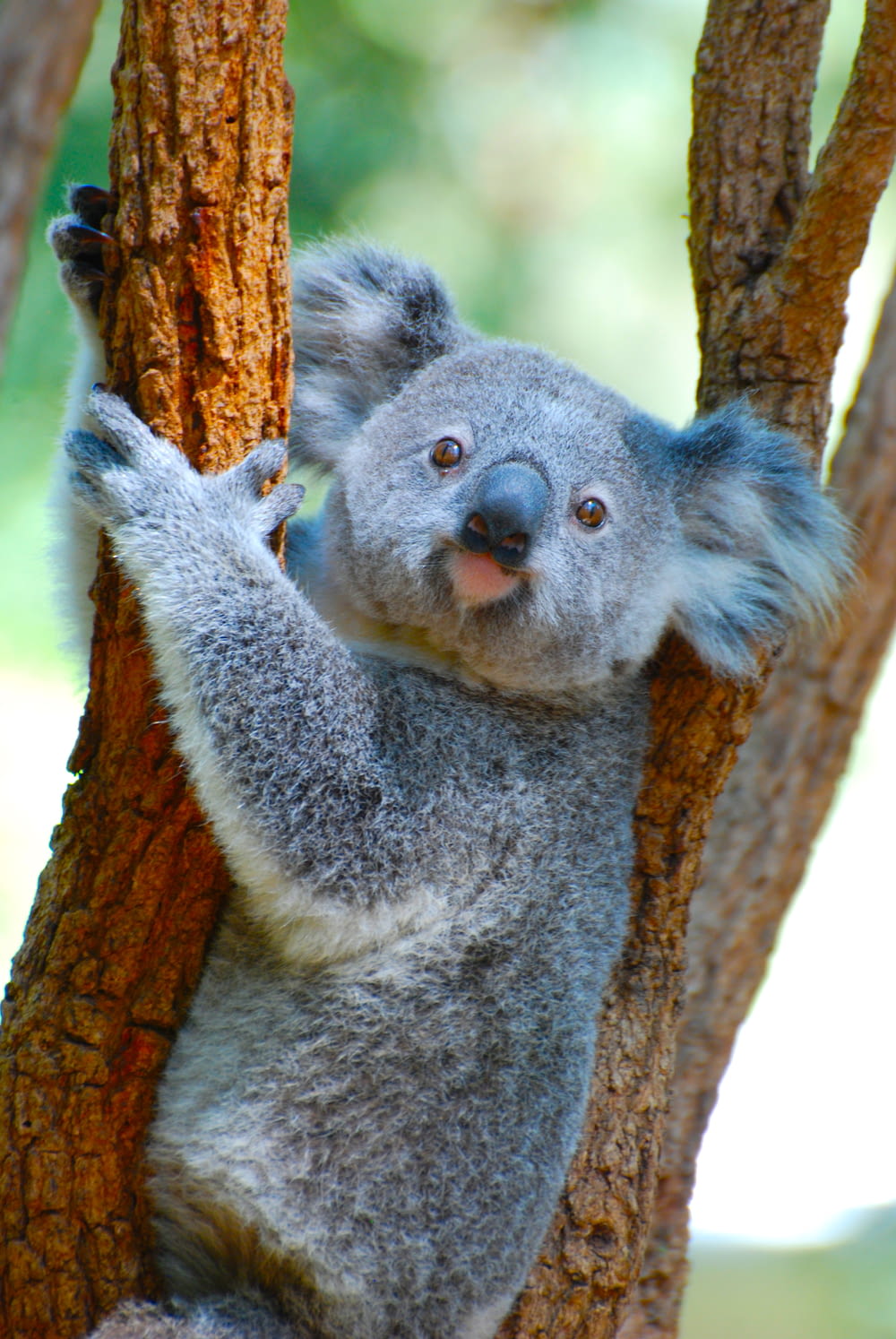 urso coala no galho marrom da árvore