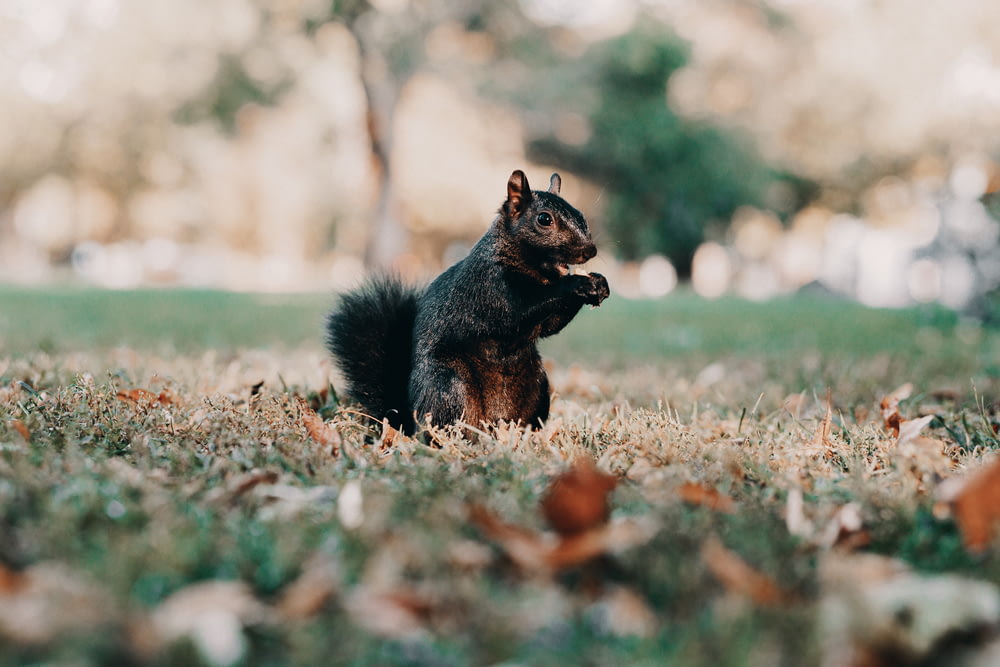 black squirrel on brown grass during daytime