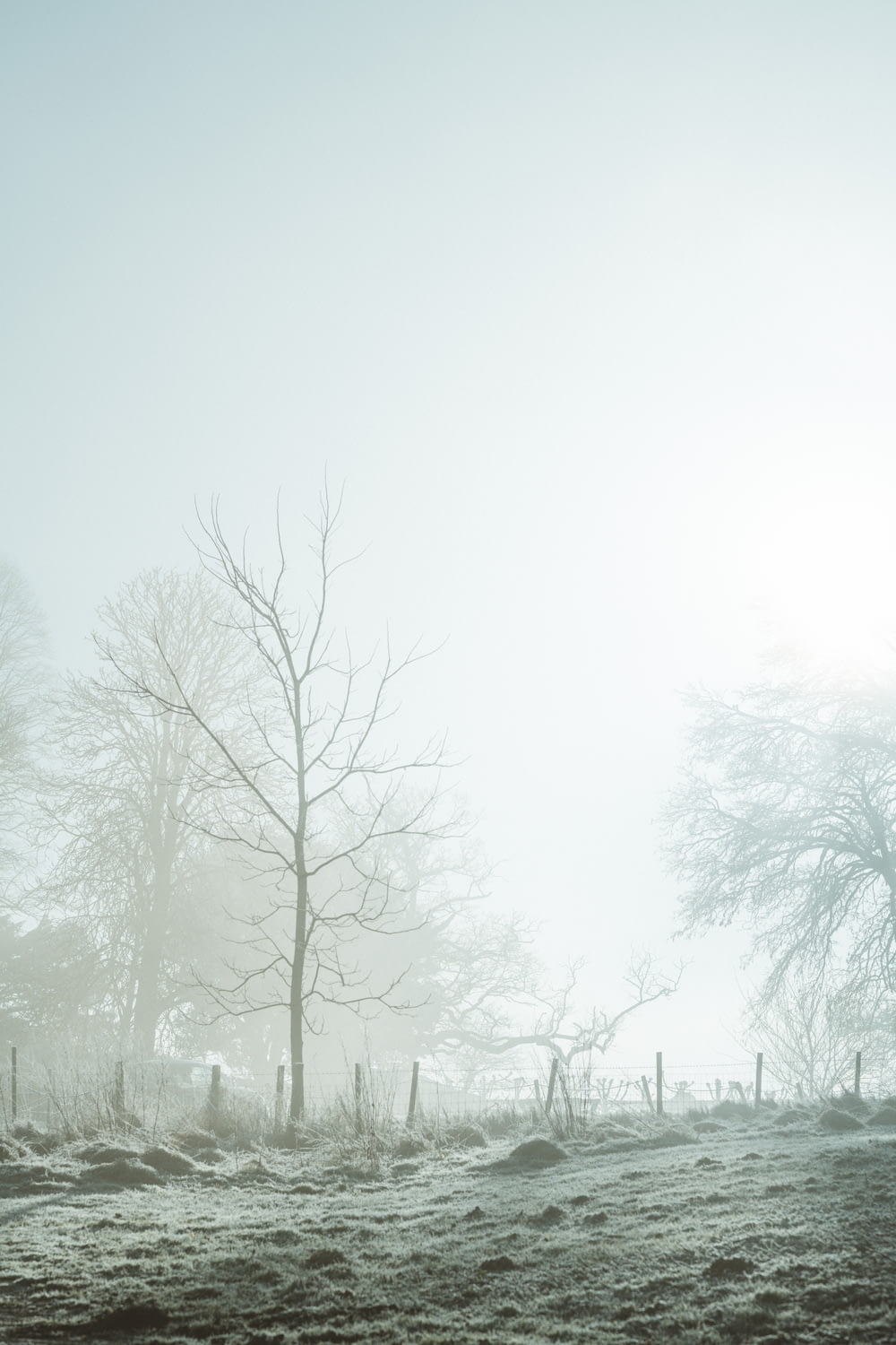 un campo de niebla con árboles y una valla