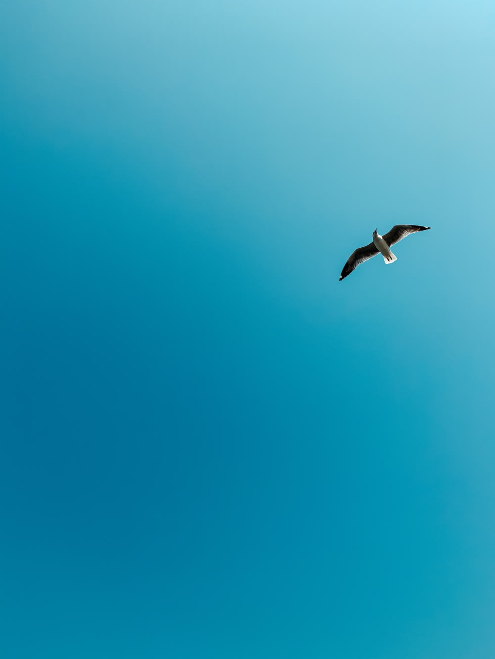 white bird flying under blue sky during daytime