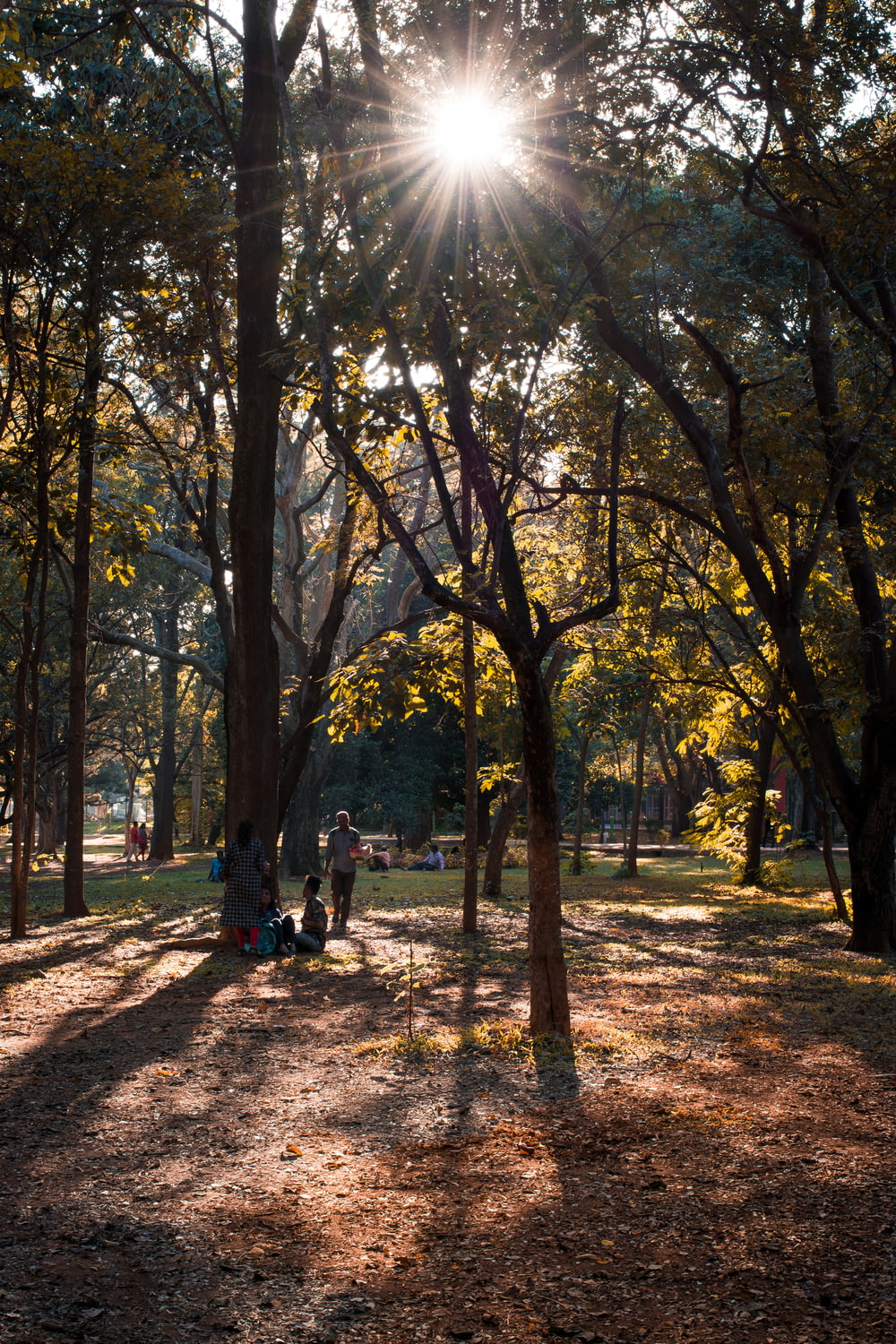 personnes marchant sur un sentier entre les arbres pendant la journée