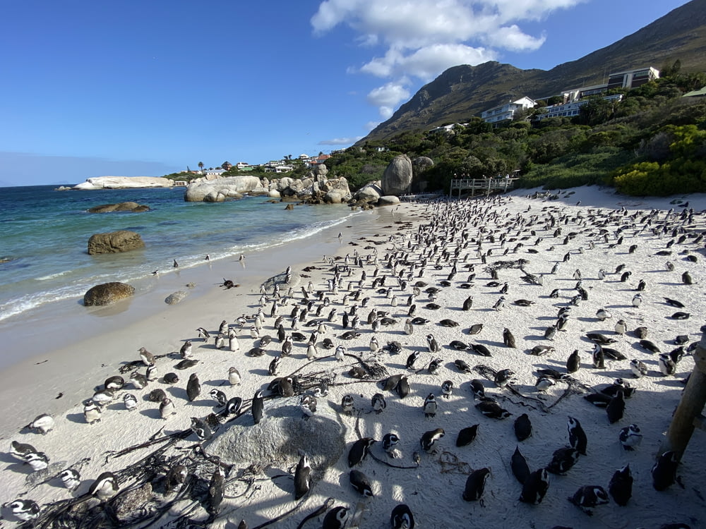 Schwarm Pinguine tagsüber am Strandufer