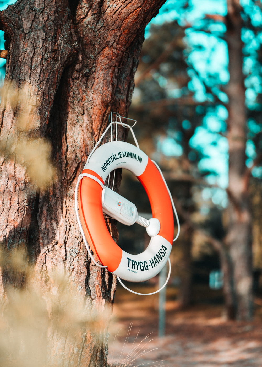 a life preserver hanging on a tree in the woods