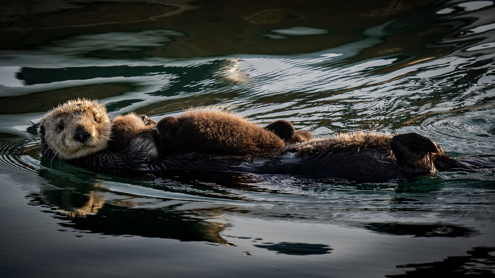 um casal de lontras nadando em um corpo de água