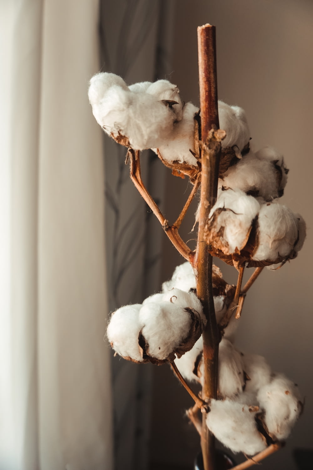 a close up of a plant with cotton on it