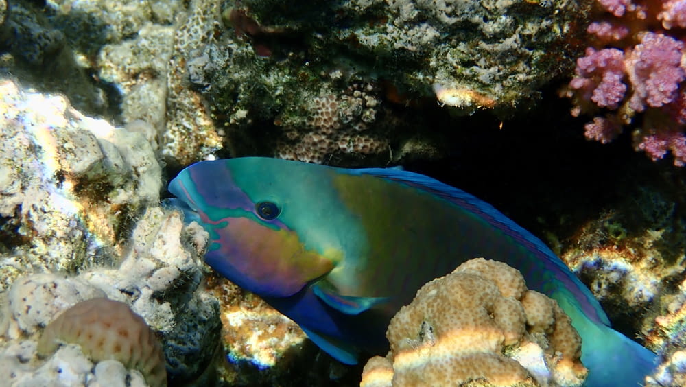 blue and yellow fish on coral reef
