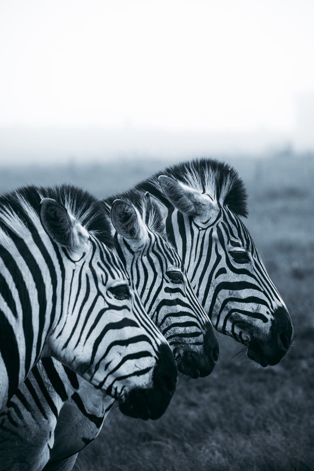 grayscale photo of zebra on field