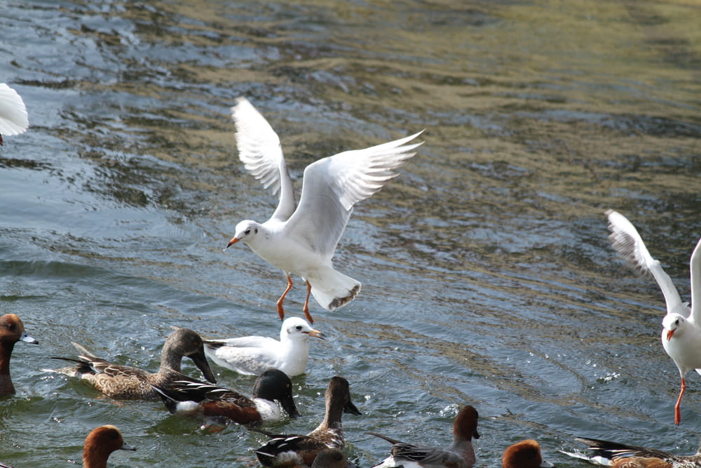 white and brown bird flying over the water