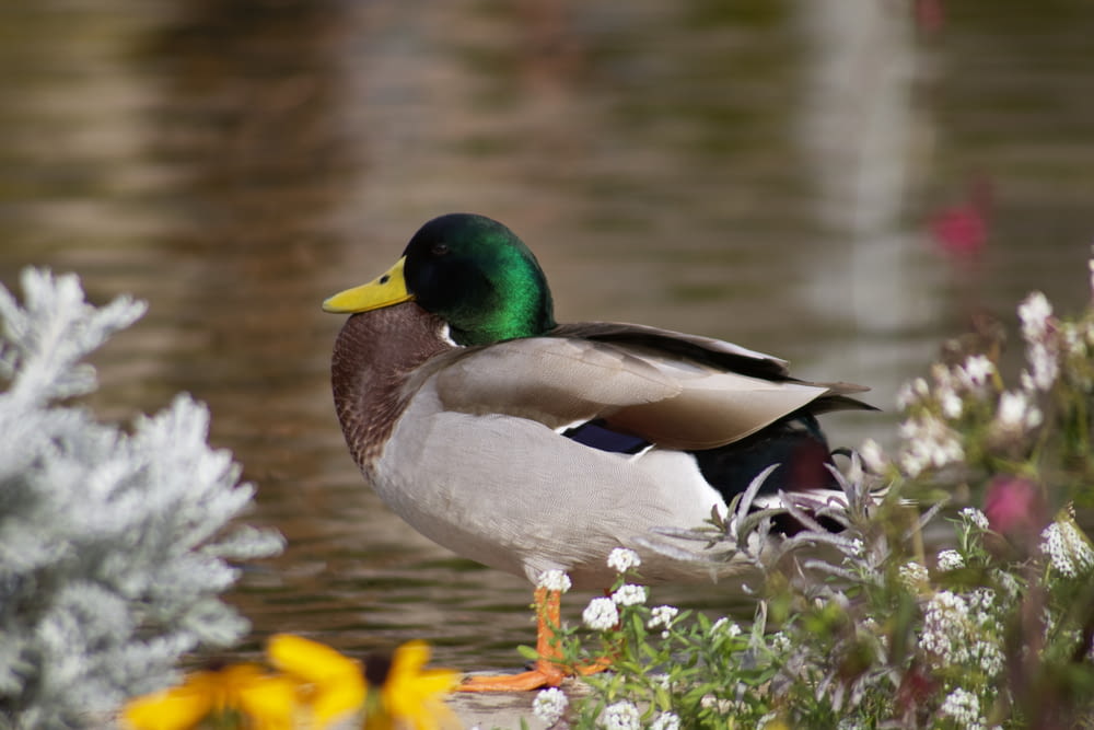 white and green duck on water