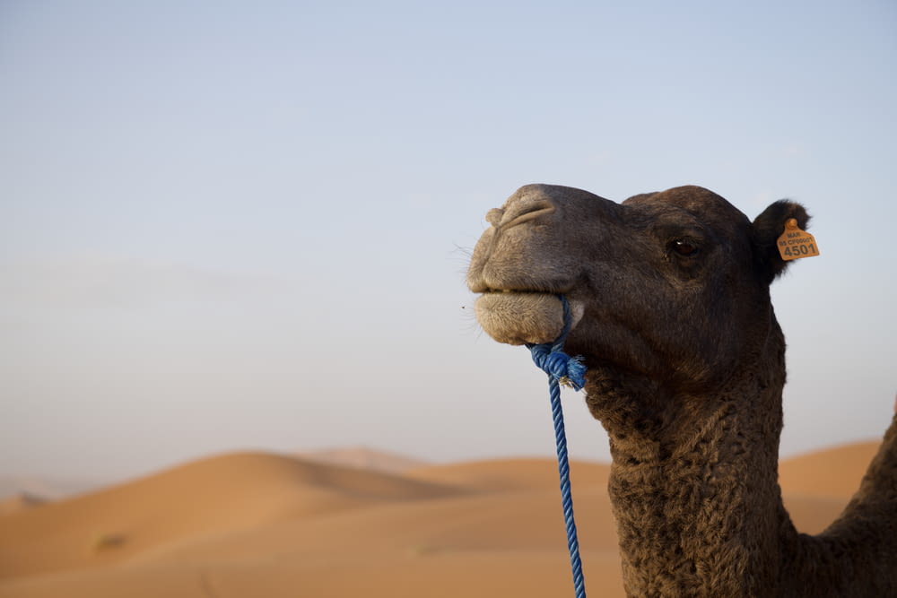 Braunes Kamel tagsüber in der Wüste