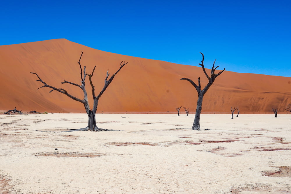 arbre nu sur le désert pendant la journée