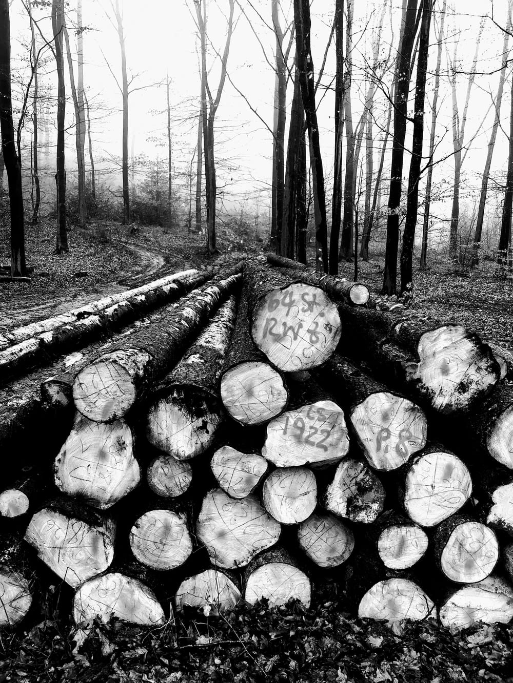 grayscale photo of wood logs on wooden pathway