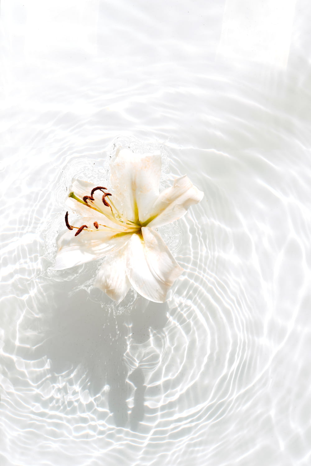 fiore bianco e giallo sull'acqua