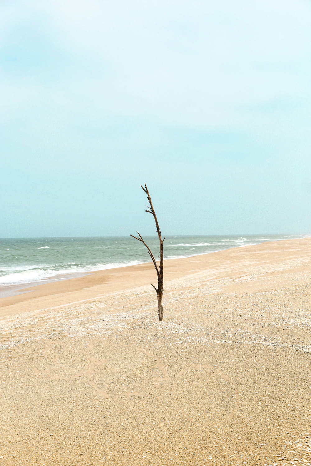 bare tree on beach shore during daytime