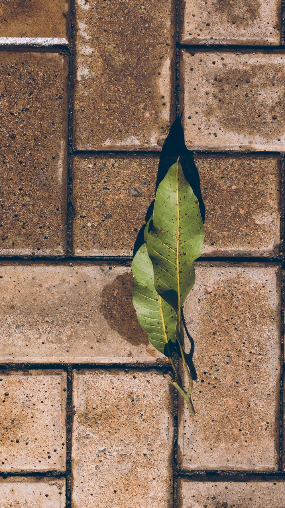 folha verde no tijolo de concreto marrom