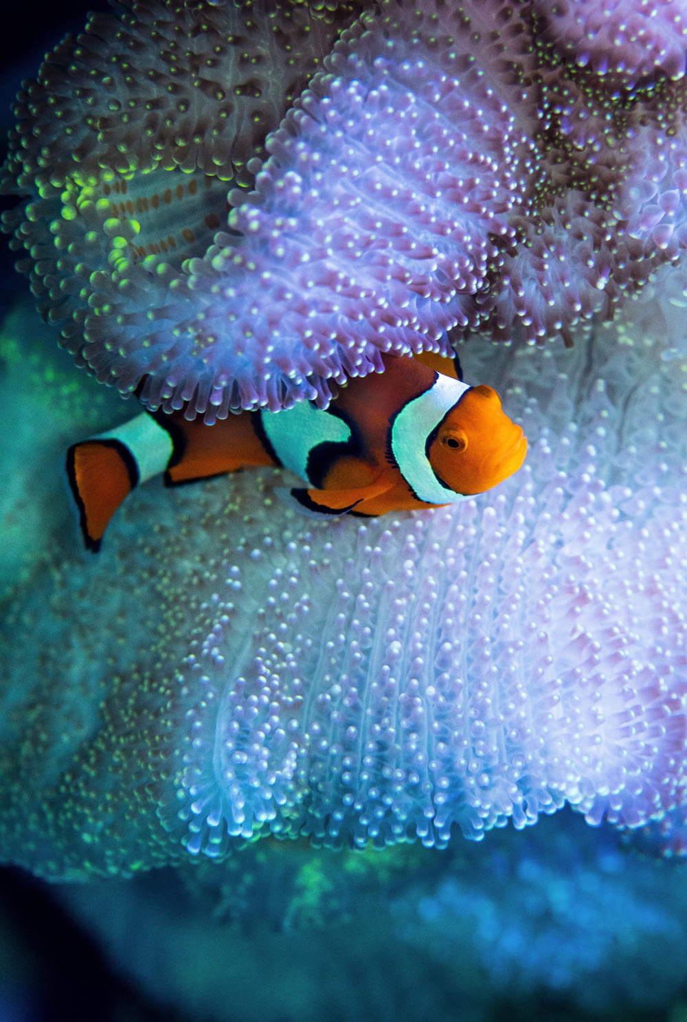 clown fish in water during daytime