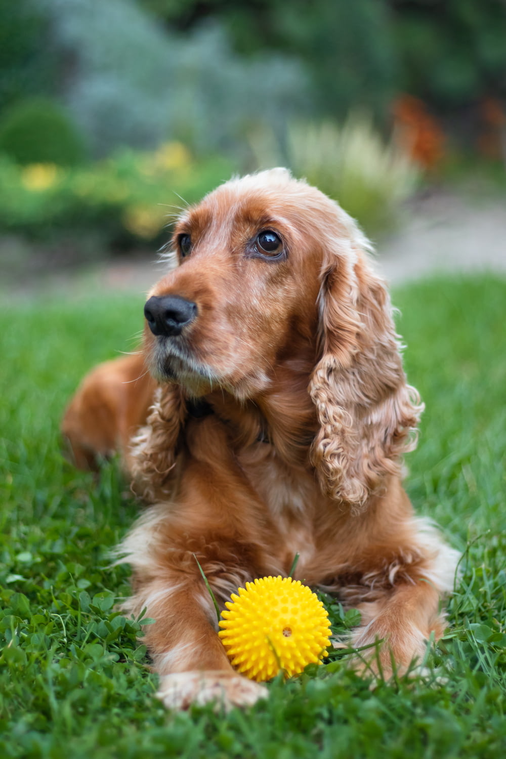 cane a pelo lungo marrone sul campo di erba verde durante il giorno