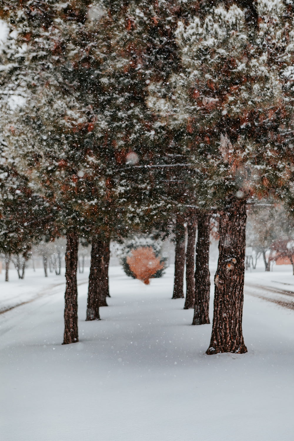 昼間の雪に覆われた地面に茶色い木