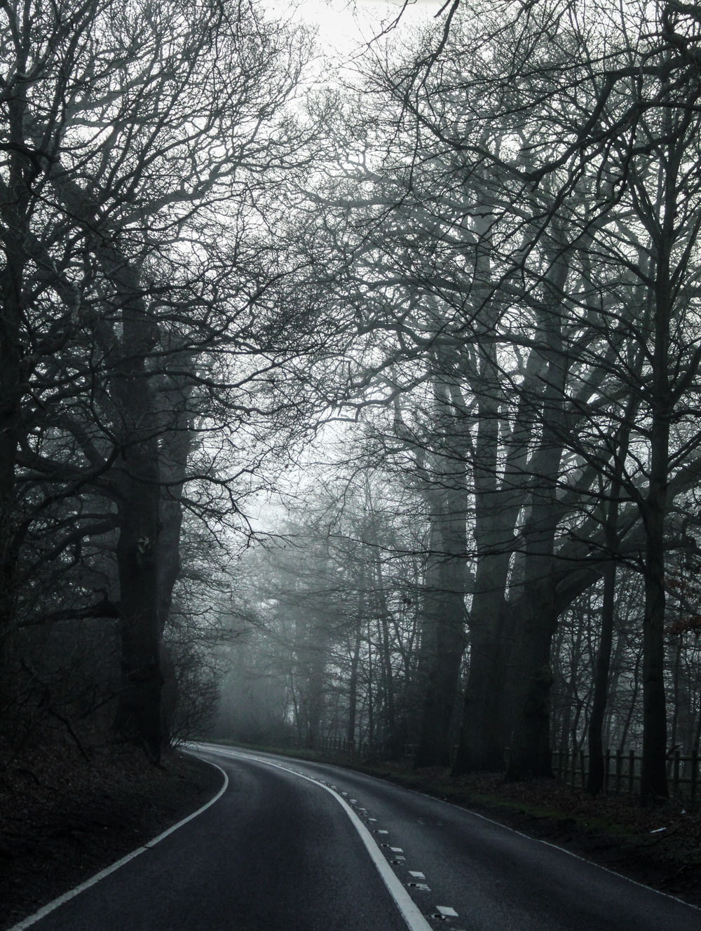 gray asphalt road between bare trees