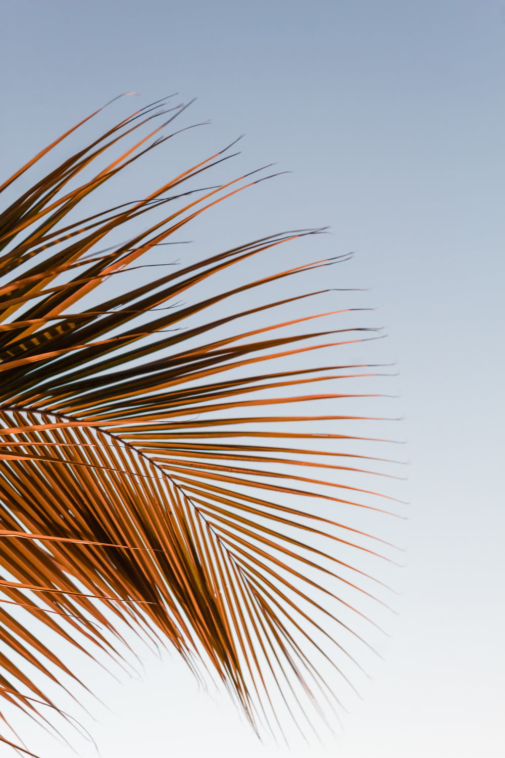 brown palm tree under white sky