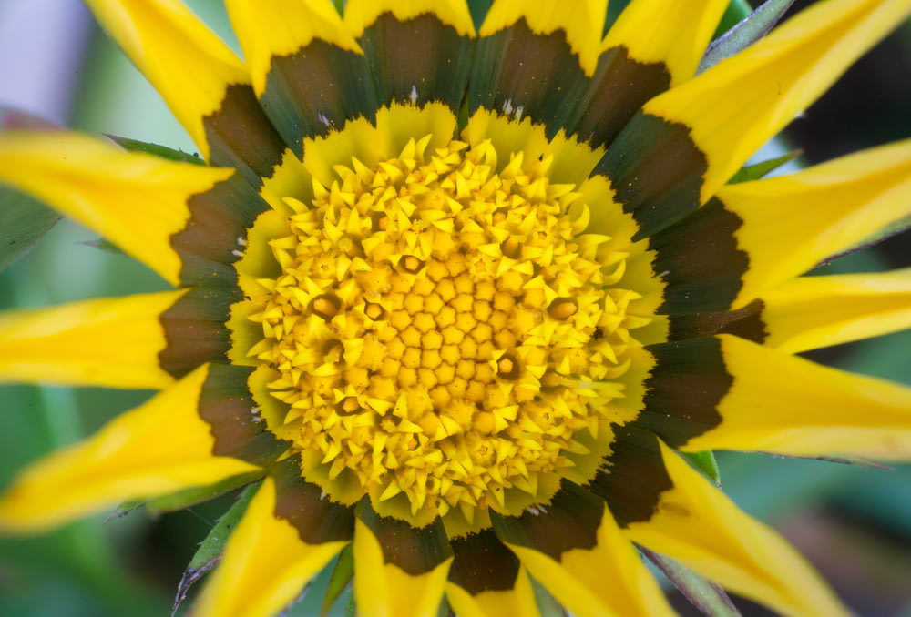 fleur jaune et noire dans la photographie à l’objectif macro