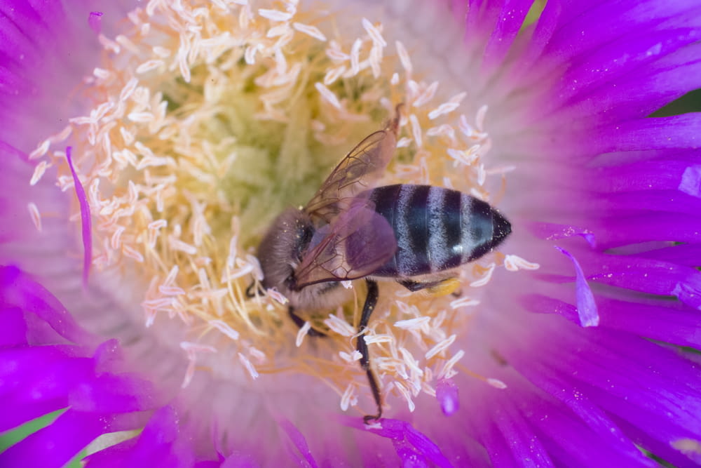 abelha preta e amarela na flor cor-de-rosa