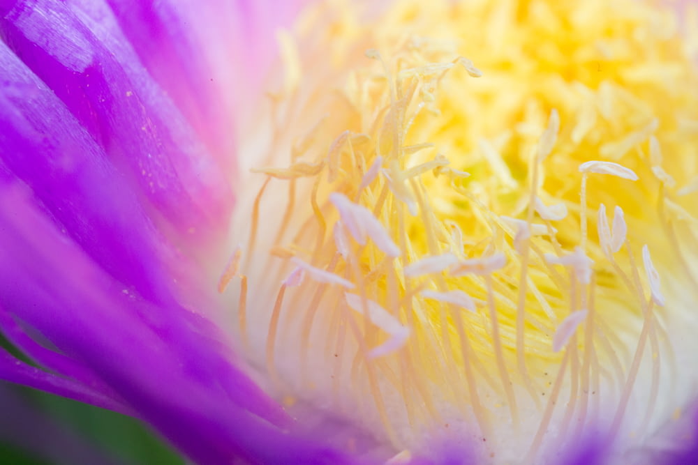 Fleur jaune et violette en macrophotographie