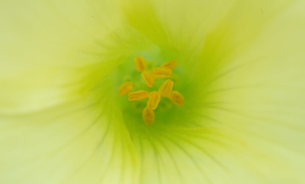 fleur jaune et blanche en macrophotographie