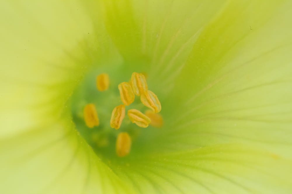 fleur jaune et blanche en macrophotographie