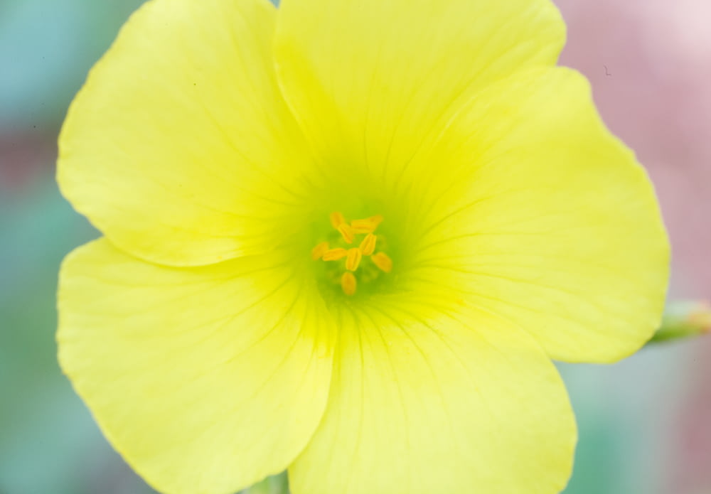 fleur jaune en gros plan photographie