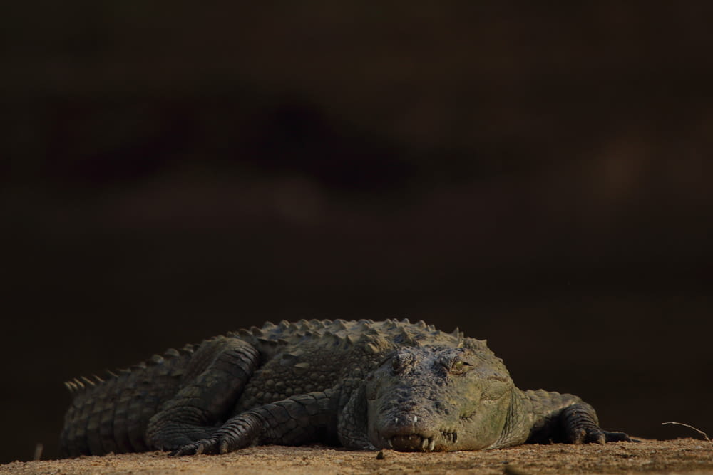 grey crocodile in close up photography