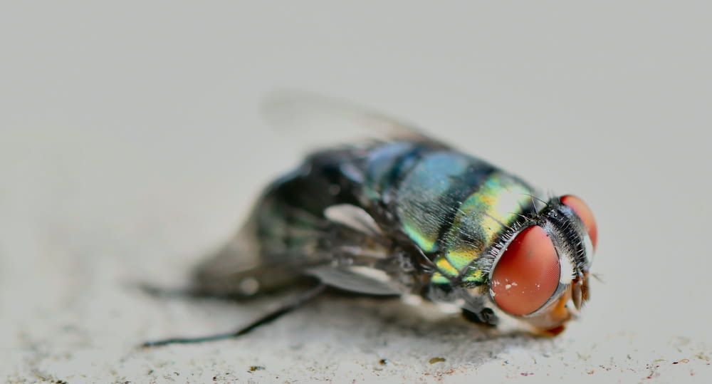 green and black fly on white surface