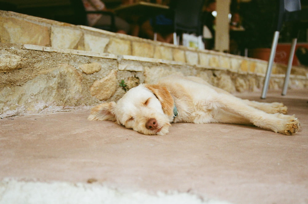 white and brown short coated dog lying on concrete floor during daytime