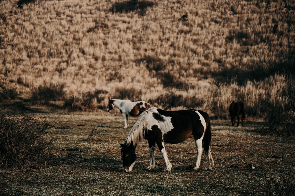 black and white horse on brown field
