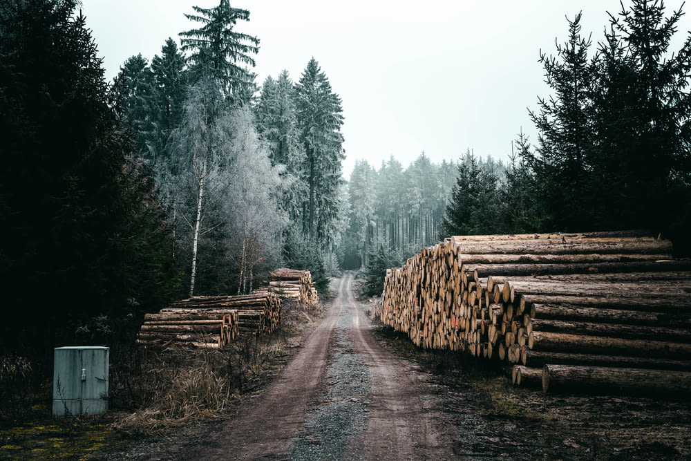 troncos de madeira castanhos na estrada